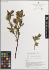 Foto von Salix myrsinifolia Salisb.